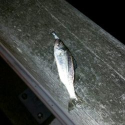 舞洲アジングNo1