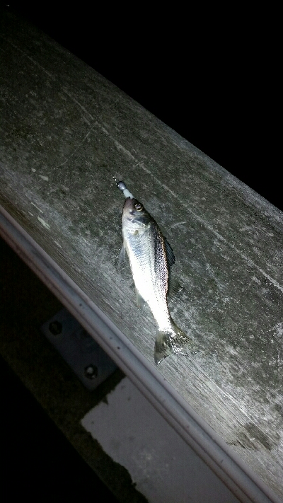 舞洲アジングNo1