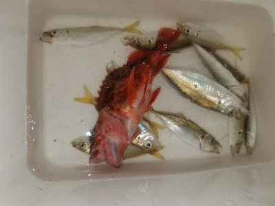 太刀魚釣り　～一回きりの当たり逃す～