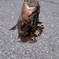 ディライトフィッシング