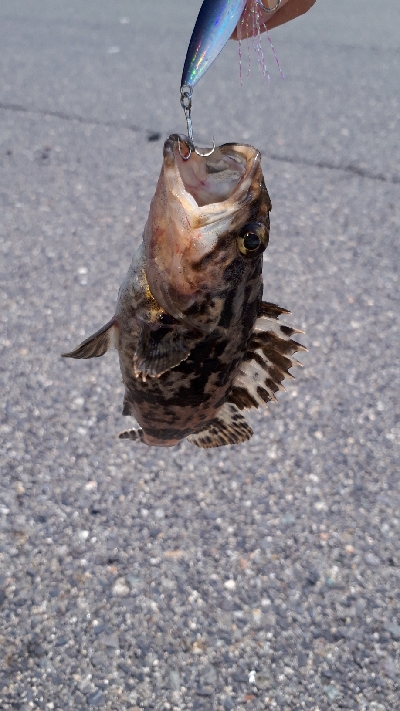 ディライトフィッシング