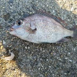 太刀魚釣り　～リベンジマッチ～