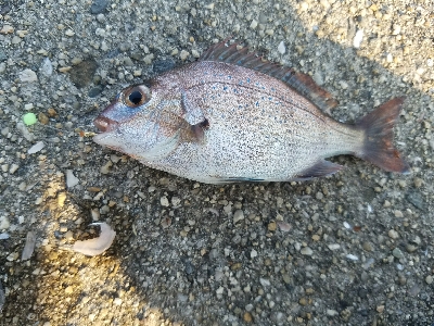 太刀魚釣り　～リベンジマッチ～