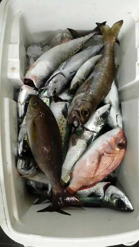 船釣りデビュー戦