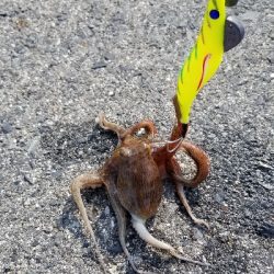 オクトパッシング