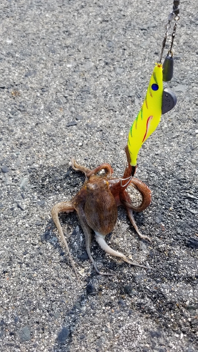 オクトパッシング