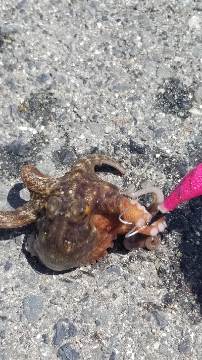 オクトパッシングパート2