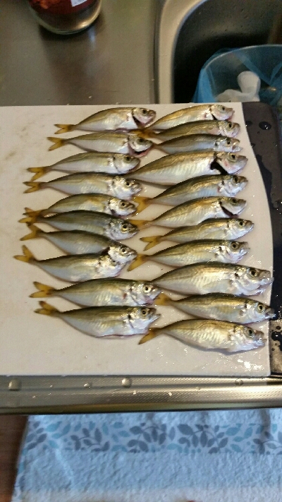 豆アジ大漁です(^.^)