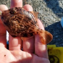 ハゲ釣り　～チヌ、グレ、マハタ～