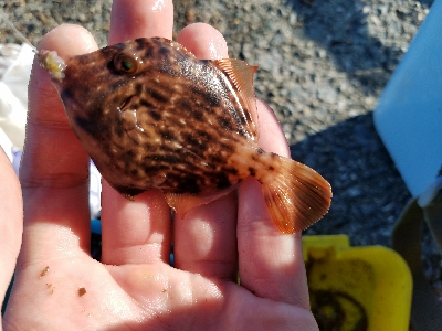 ハゲ釣り　～チヌ、グレ、マハタ～