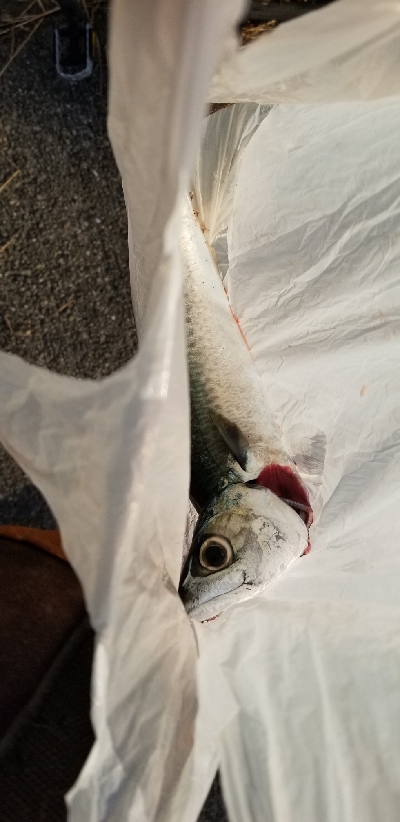 ダイソージグでサバ