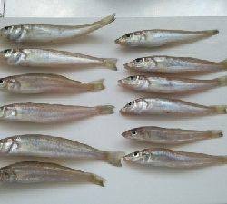 ピンギスばかり