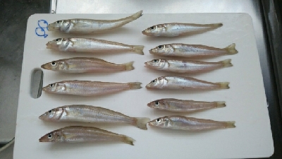 ピンギスばかり