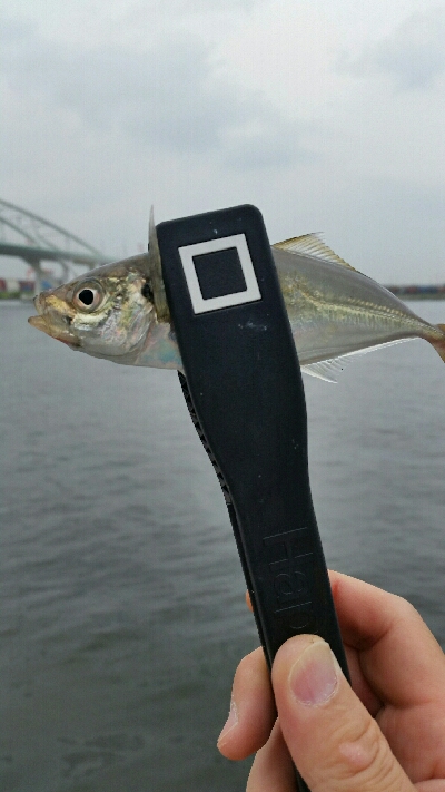 舞洲アジングNo3