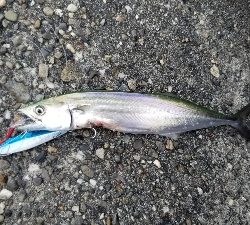 台風前のショアジギ