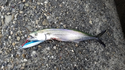 台風前のショアジギ