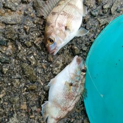 ハゲ釣り ~台風前は釣れるのか?~