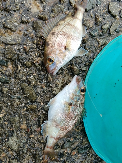 ハゲ釣り ~台風前は釣れるのか?~