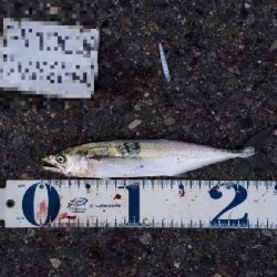 ディアジング(豆)