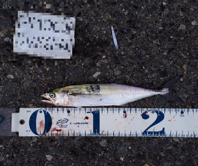 ディアジング(豆)