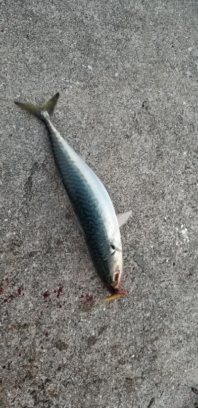 ダイソージグでサバ