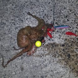 やっぱりホーム‼