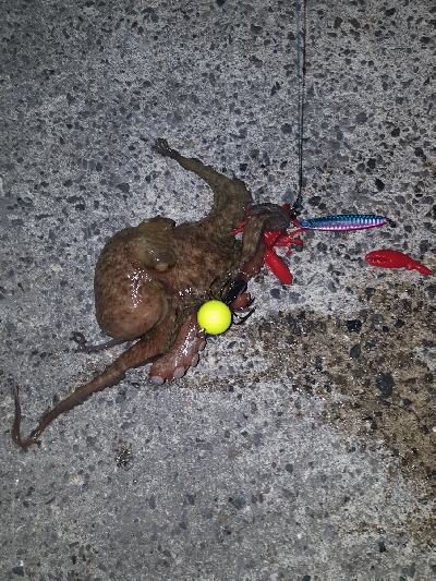 やっぱりホーム‼