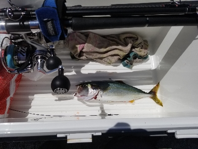 逃がした魚はなんとやら