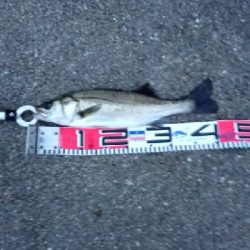 タコ今期  つ抜けしました‼️