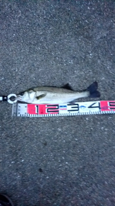 タコ今期  つ抜けしました‼…