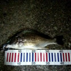 夏は夜釣りに限りますね