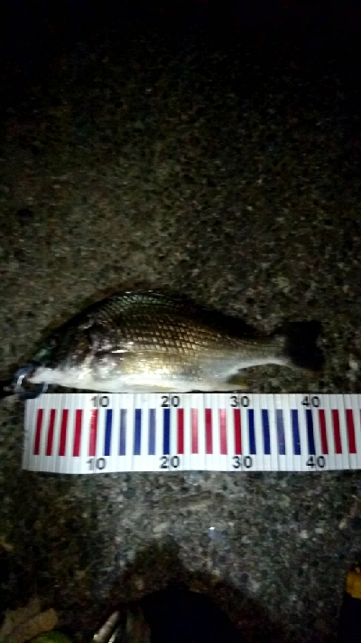 夏は夜釣りに限りますね