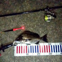 暑い夏夜釣りをされてはいかがですか？