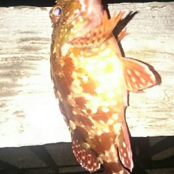 ロックフィッシュゲーム