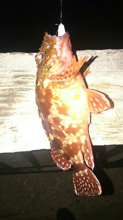 ロックフィッシュゲーム