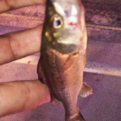 やっとアジ釣れた！