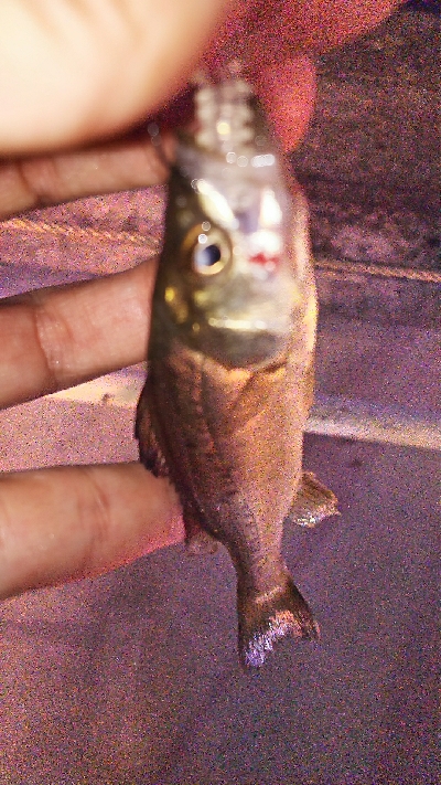 やっとアジ釣れた！