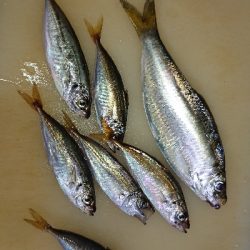 激渋豆アジング