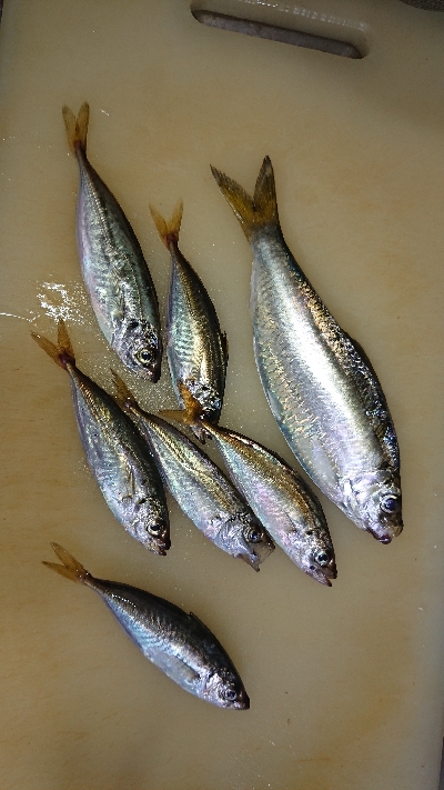 激渋豆アジング