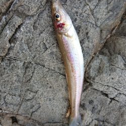 久しぶりの釣り