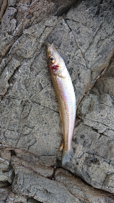 久しぶりの釣り