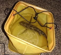 アジング、ガシリングのつもりで思わぬ外道