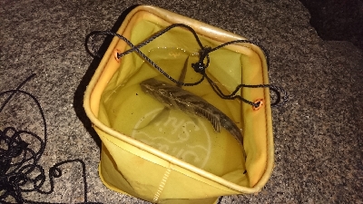 アジング、ガシリングのつもりで思わぬ外道