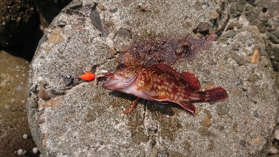 ショアジギングからのガッシー（´ 3｀)