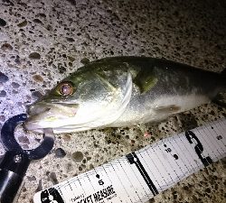 メバリングシーバス