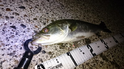 メバリングシーバス