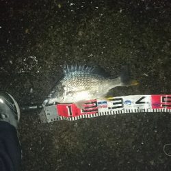 色んな魚種が釣れました❗