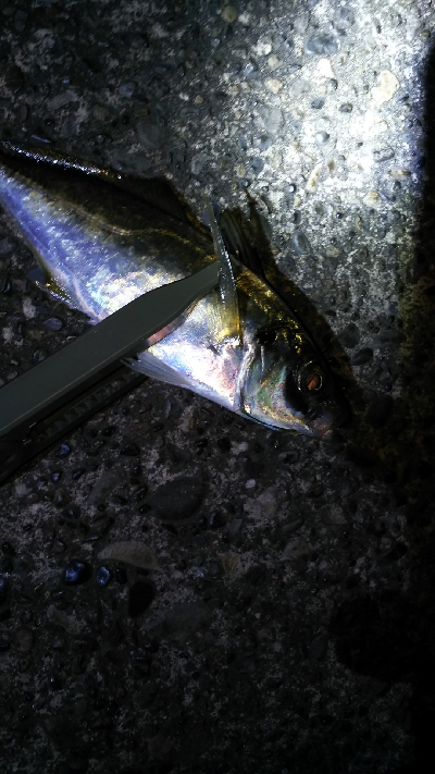 ランガンアジング！