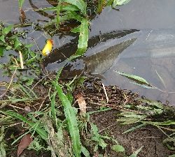 フロッグのナマズ
