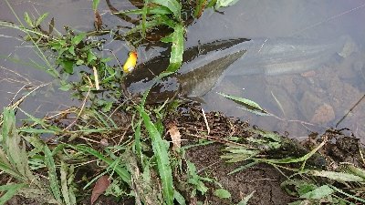 フロッグのナマズ